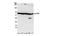 Apoptosis inhibitor 5 antibody, NBP1-46223, Novus Biologicals, Western Blot image 