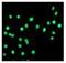 MYB Proto-Oncogene Like 2 antibody, ab76009, Abcam, Immunofluorescence image 