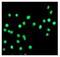 Myb-related protein B antibody, ab76009, Abcam, Immunofluorescence image 