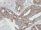 RAB2A, Member RAS Oncogene Family antibody, NBP1-31480, Novus Biologicals, Immunohistochemistry frozen image 