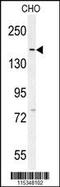 Disheveled-associated activator of morphogenesis 1 antibody, 61-929, ProSci, Western Blot image 