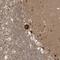 ALS2CR8 antibody, NBP1-86627, Novus Biologicals, Immunohistochemistry frozen image 