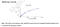 Thromboxane B2 antibody, MBS2600282, MyBioSource, Enzyme Linked Immunosorbent Assay image 