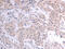 Acyl-CoA Thioesterase 2 antibody, CSB-PA035040, Cusabio, Immunohistochemistry paraffin image 