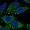 Musculoskeletal, Embryonic Nuclear Protein 1 antibody, PA5-62501, Invitrogen Antibodies, Immunofluorescence image 