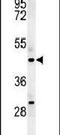 STAM Binding Protein Like 1 antibody, PA5-25246, Invitrogen Antibodies, Western Blot image 