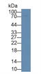 Galactosidase Beta 1 antibody, LS-C690361, Lifespan Biosciences, Western Blot image 