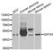 GATA Binding Protein 3 antibody, A1638, ABclonal Technology, Western Blot image 