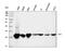 Cyclin Dependent Kinase 2 antibody, M00166-3, Boster Biological Technology, Western Blot image 