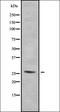 SH3 Domain Binding Glutamate Rich Protein antibody, orb378414, Biorbyt, Western Blot image 