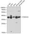 Casein Kinase 2 Alpha 1 antibody, A1616, ABclonal Technology, Western Blot image 