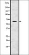 Prolyl 4-Hydroxylase Subunit Beta antibody, orb336673, Biorbyt, Western Blot image 