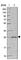 Peroxisomal Biogenesis Factor 11 Beta antibody, HPA050104, Atlas Antibodies, Western Blot image 