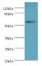 NGFI-A-binding protein 2 antibody, MBS1497428, MyBioSource, Western Blot image 