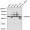 Heterogeneous Nuclear Ribonucleoprotein F antibody, GTX33243, GeneTex, Western Blot image 