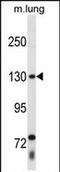 Thyroid Hormone Receptor Associated Protein 3 antibody, PA5-71947, Invitrogen Antibodies, Western Blot image 