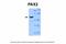 Paired Box 2 antibody, 31-206, ProSci, Immunohistochemistry frozen image 