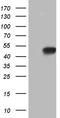 Homeobox C4 antibody, TA809750S, Origene, Western Blot image 