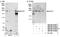 B-TFIID TATA-Box Binding Protein Associated Factor 1 antibody, NB100-57501, Novus Biologicals, Western Blot image 