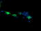 Mitogen-Activated Protein Kinase Kinase 3 antibody, LS-C174543, Lifespan Biosciences, Immunofluorescence image 