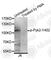 Protein Tyrosine Kinase 2 Beta antibody, AP0612, ABclonal Technology, Western Blot image 