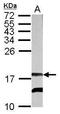 Rieske Fe-S Domain Containing antibody, PA5-32062, Invitrogen Antibodies, Western Blot image 