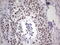 IKAROS Family Zinc Finger 3 antibody, LS-C339171, Lifespan Biosciences, Immunohistochemistry paraffin image 