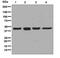 C-X-C Motif Chemokine Receptor 5 antibody, ab133706, Abcam, Western Blot image 