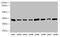 Proteolipid Protein 1 antibody, CSB-PA018202LA01HU, Cusabio, Western Blot image 