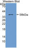 Arginase 2 antibody, LS-C314304, Lifespan Biosciences, Western Blot image 