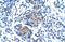 Purinergic Receptor P2X 1 antibody, GTX47691, GeneTex, Immunohistochemistry paraffin image 