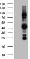 Nuclear Receptor Subfamily 3 Group C Member 1 antibody, LS-C339869, Lifespan Biosciences, Western Blot image 