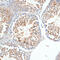Kelch Like Family Member 9 antibody, 13-462, ProSci, Immunohistochemistry paraffin image 
