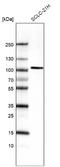 Activator Of Transcription And Developmental Regulator AUTS2 antibody, NBP2-76530, Novus Biologicals, Western Blot image 