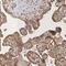 Corticotropin Releasing Hormone antibody, NBP2-49356, Novus Biologicals, Immunohistochemistry frozen image 