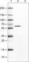 Occludin antibody, NBP2-52973, Novus Biologicals, Western Blot image 