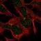 Fem-1 Homolog A antibody, NBP2-57434, Novus Biologicals, Immunofluorescence image 