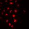 Cell Division Cycle 16 antibody, orb235076, Biorbyt, Immunofluorescence image 