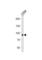 Matrilin 2 antibody, abx034870, Abbexa, Western Blot image 