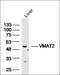 Solute Carrier Family 18 Member A2 antibody, orb1070, Biorbyt, Western Blot image 