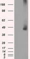 Mitogen-Activated Protein Kinase Kinase 1 antibody, LS-C114739, Lifespan Biosciences, Western Blot image 