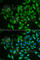 C-Type Lectin Domain Family 3 Member B antibody, A6418, ABclonal Technology, Immunofluorescence image 