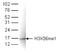 Histone H3 antibody, TA347194, Origene, Western Blot image 