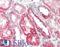Fumarate Hydratase antibody, LS-B11781, Lifespan Biosciences, Immunohistochemistry frozen image 