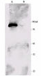 Ribosomal Protein S6 Kinase A1 antibody, LS-C210667, Lifespan Biosciences, Western Blot image 