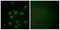 Nucleolar Protein Interacting With The FHA Domain Of MKI67 antibody, P30452, Boster Biological Technology, Immunofluorescence image 