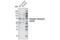 Synapsin I antibody, 2311S, Cell Signaling Technology, Western Blot image 