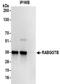 Rab Geranylgeranyltransferase Subunit Beta antibody, NBP2-32214, Novus Biologicals, Immunoprecipitation image 