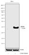 BCL2 Interacting Protein 3 antibody, 710728, Invitrogen Antibodies, Western Blot image 