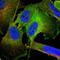 Transglutaminase 2 antibody, NBP1-86951, Novus Biologicals, Immunofluorescence image 